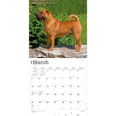 Browntrout 2024 Wall Calendar 12"x12" Shar Pei - Image 2