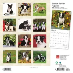 Browntrout 2024 Wall Calendar 12"x12" Boston Terrier