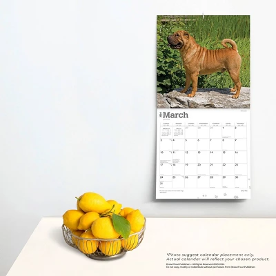 Browntrout 2024 Wall Calendar 12"x12" Shar Pei - Image 3